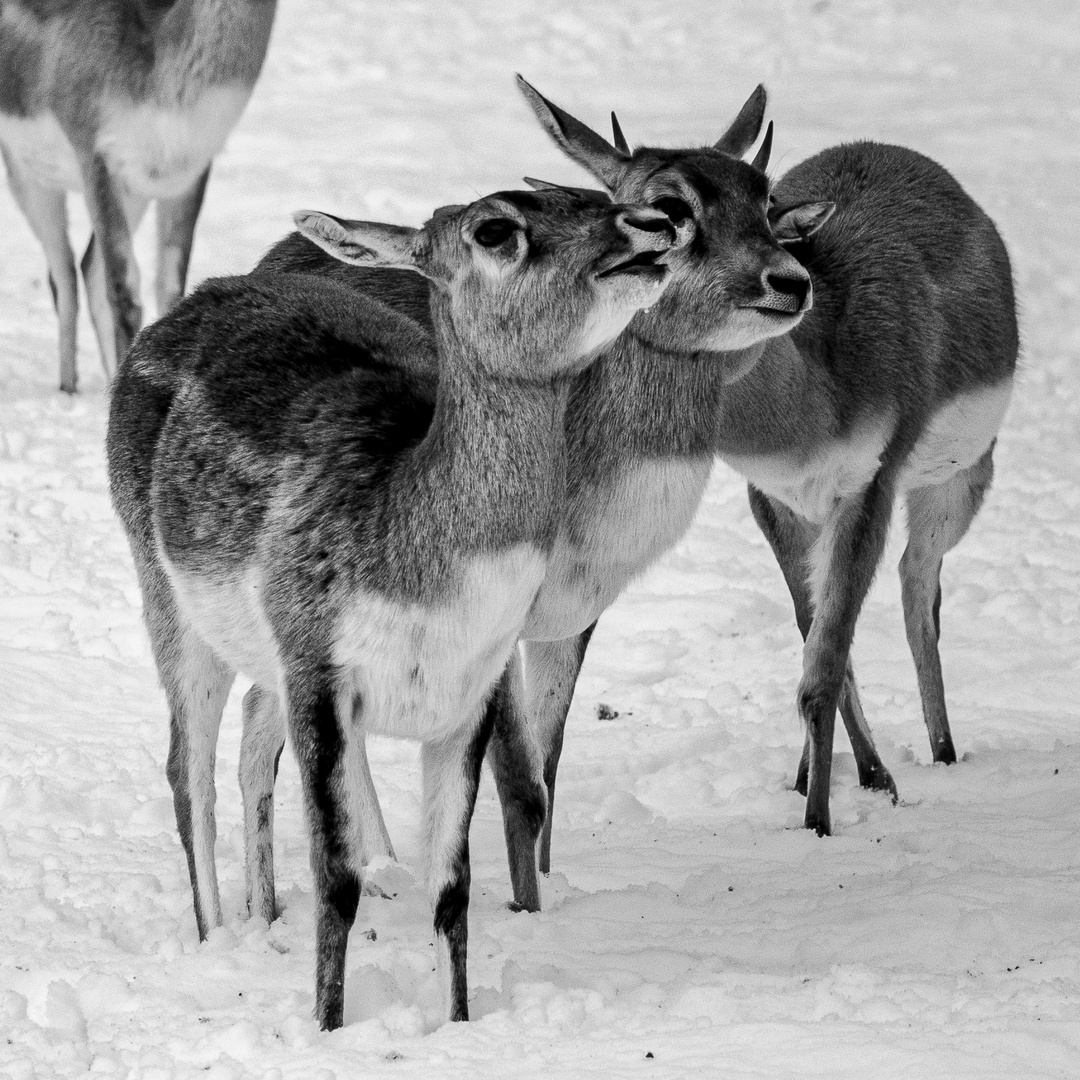 kuscheln im schnee-8217