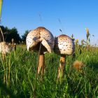 Kuscheln in der Abendsonne