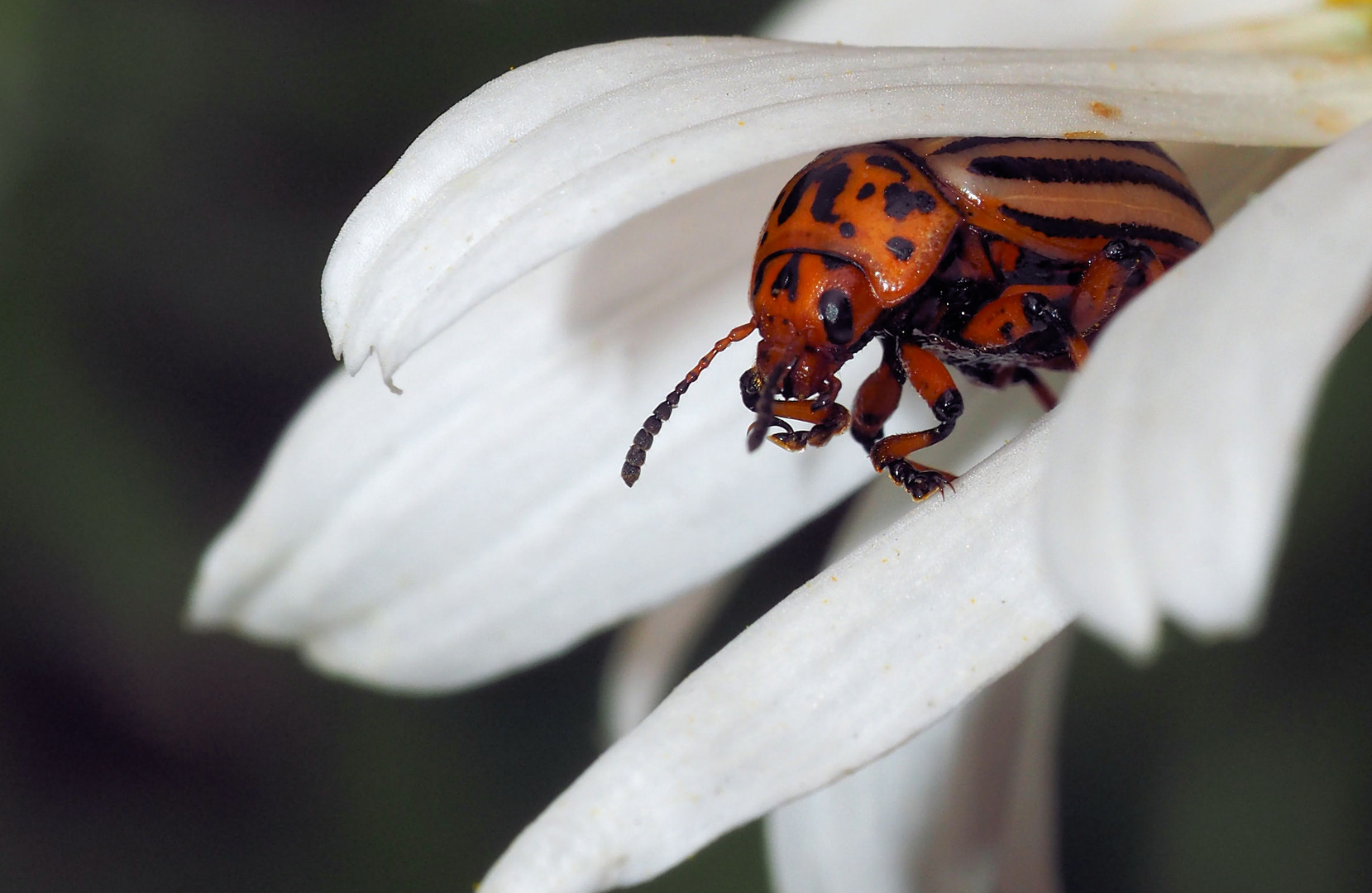 Kuscheln in der Blume ...