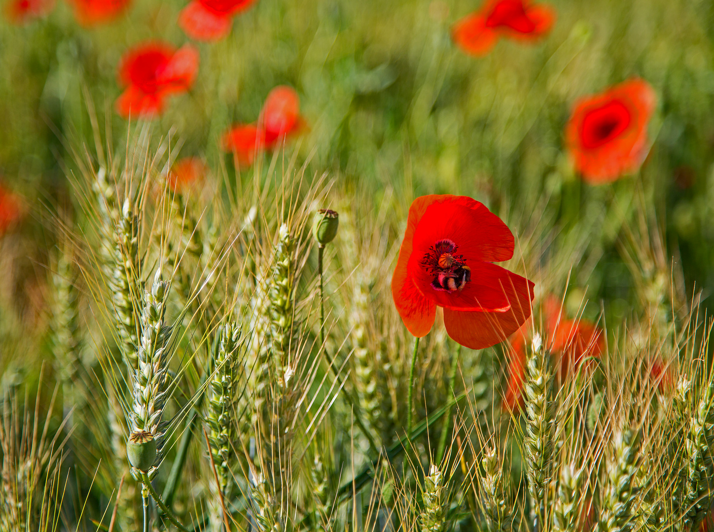 kuscheln in der Mohnblüte