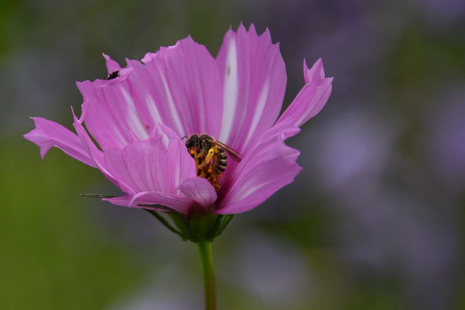 kuscheln in Pink