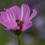 kuscheln in Pink