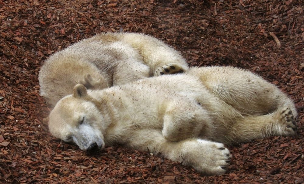 Kuscheln ist angesagt