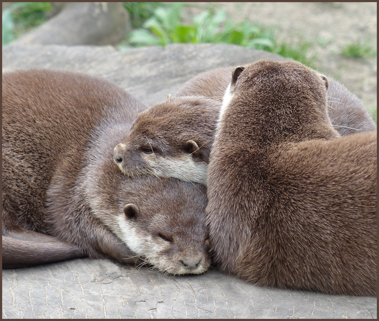 ... kuscheln ist angesagt