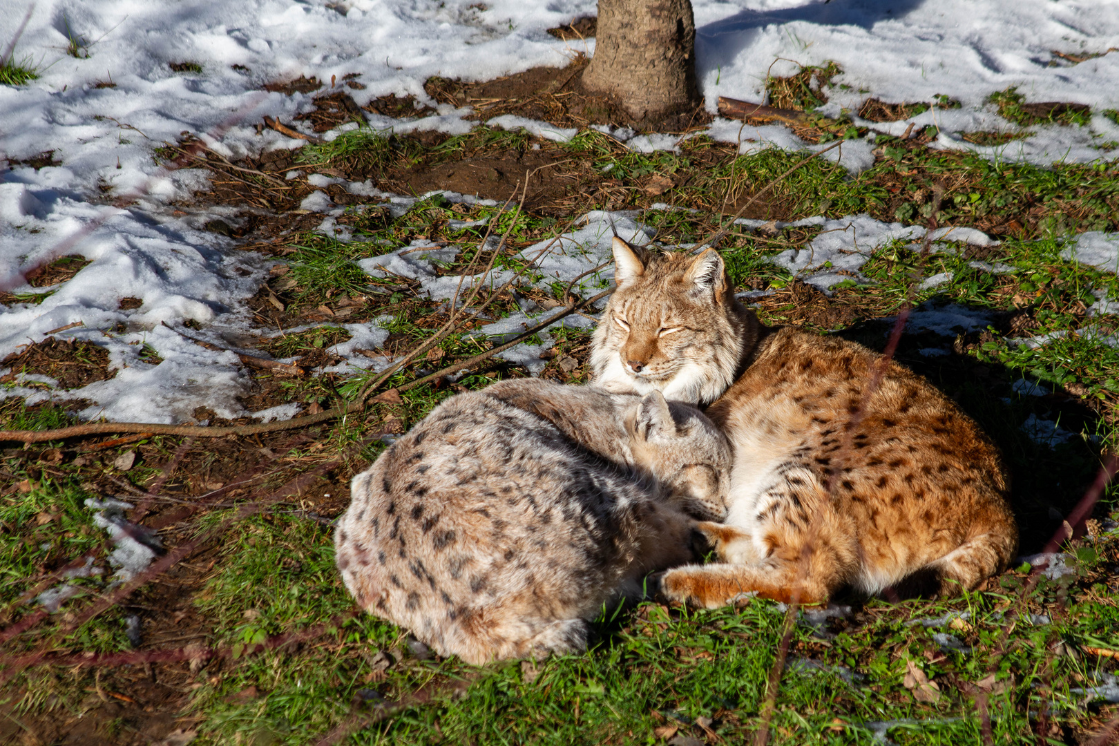 Kuscheln ist die beste Medizin bei Eis und Schnee!