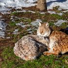 Kuscheln ist die beste Medizin bei Eis und Schnee!