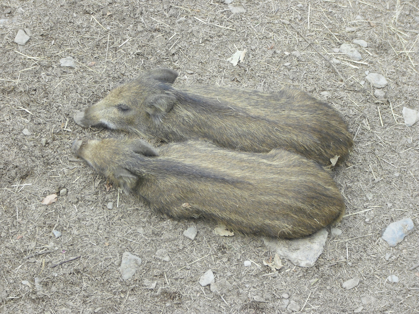 Kuscheln ist so schön…