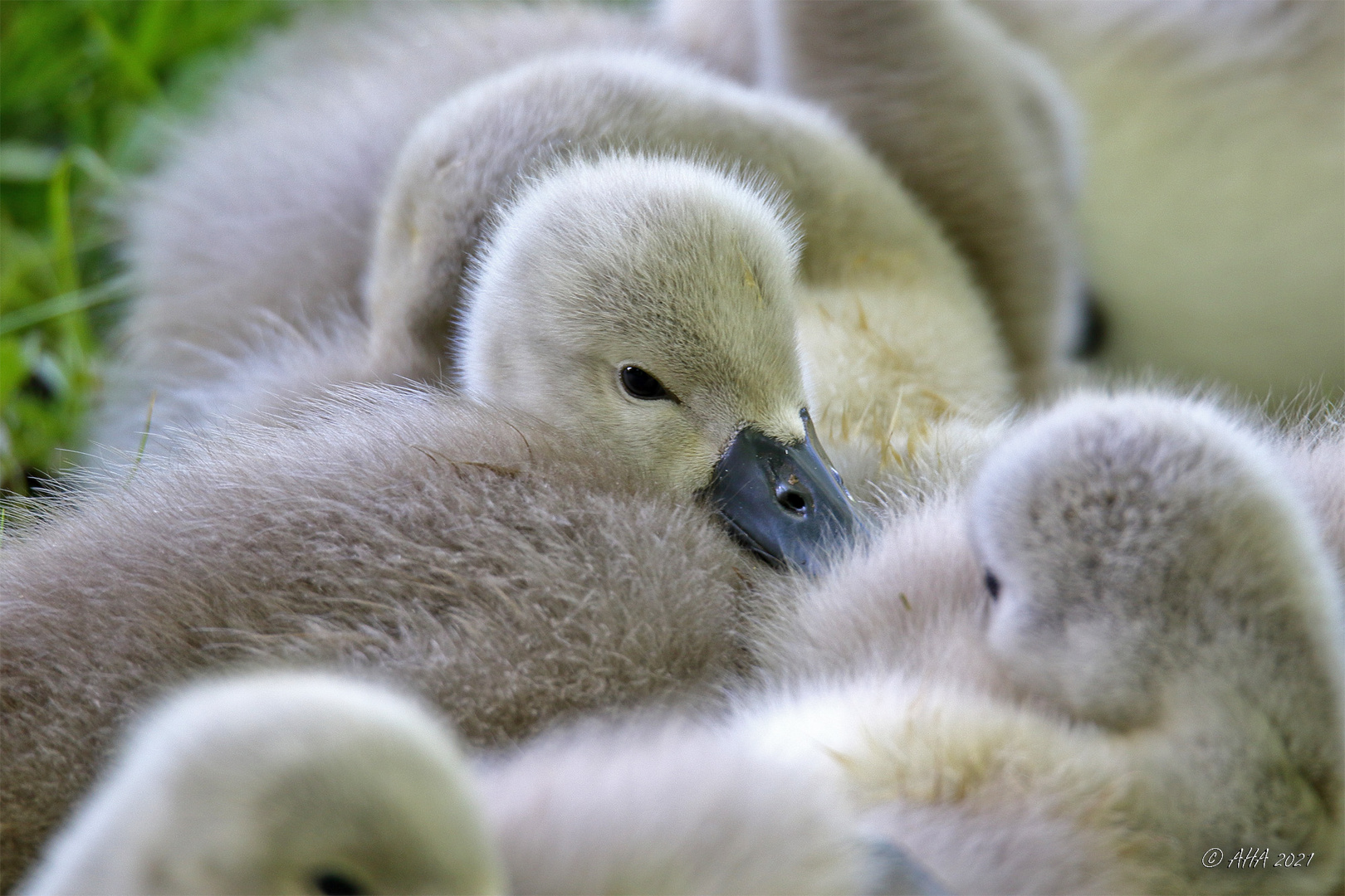 Kuscheln ist sooo schön...!