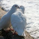 Kuscheln kann auch schön sein