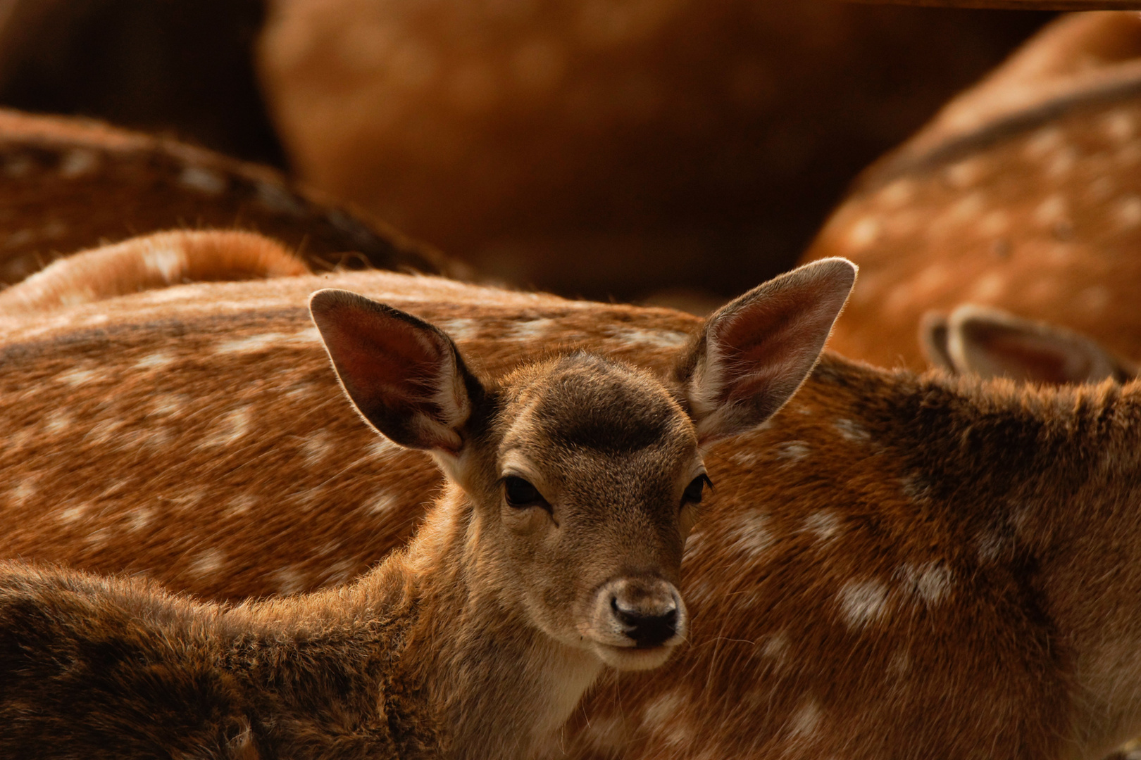 Kuscheln mit Damwildjunges