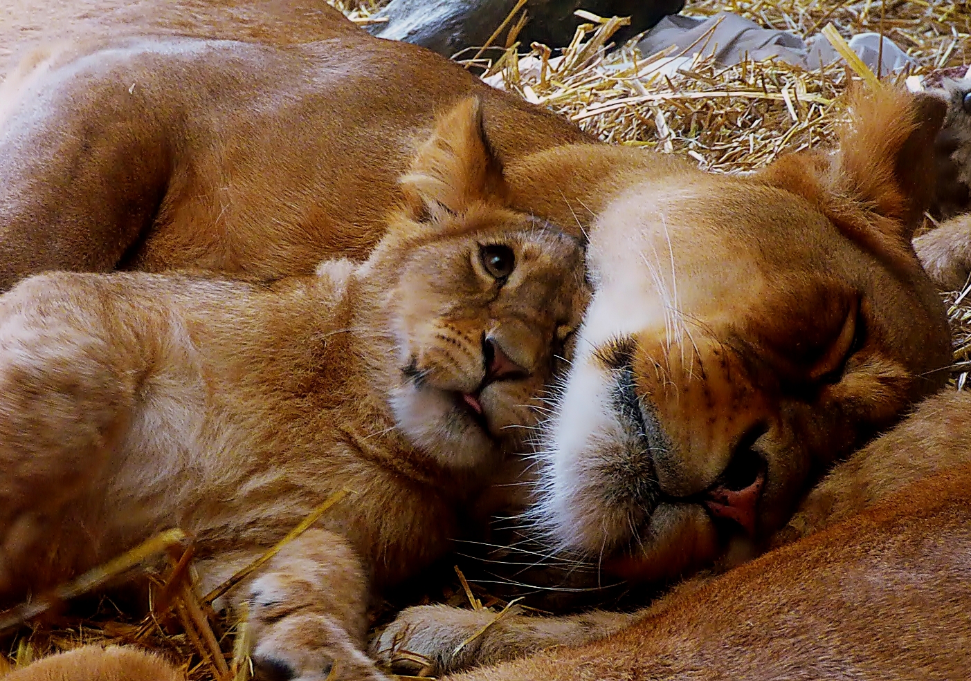 Kuscheln mit Mama.