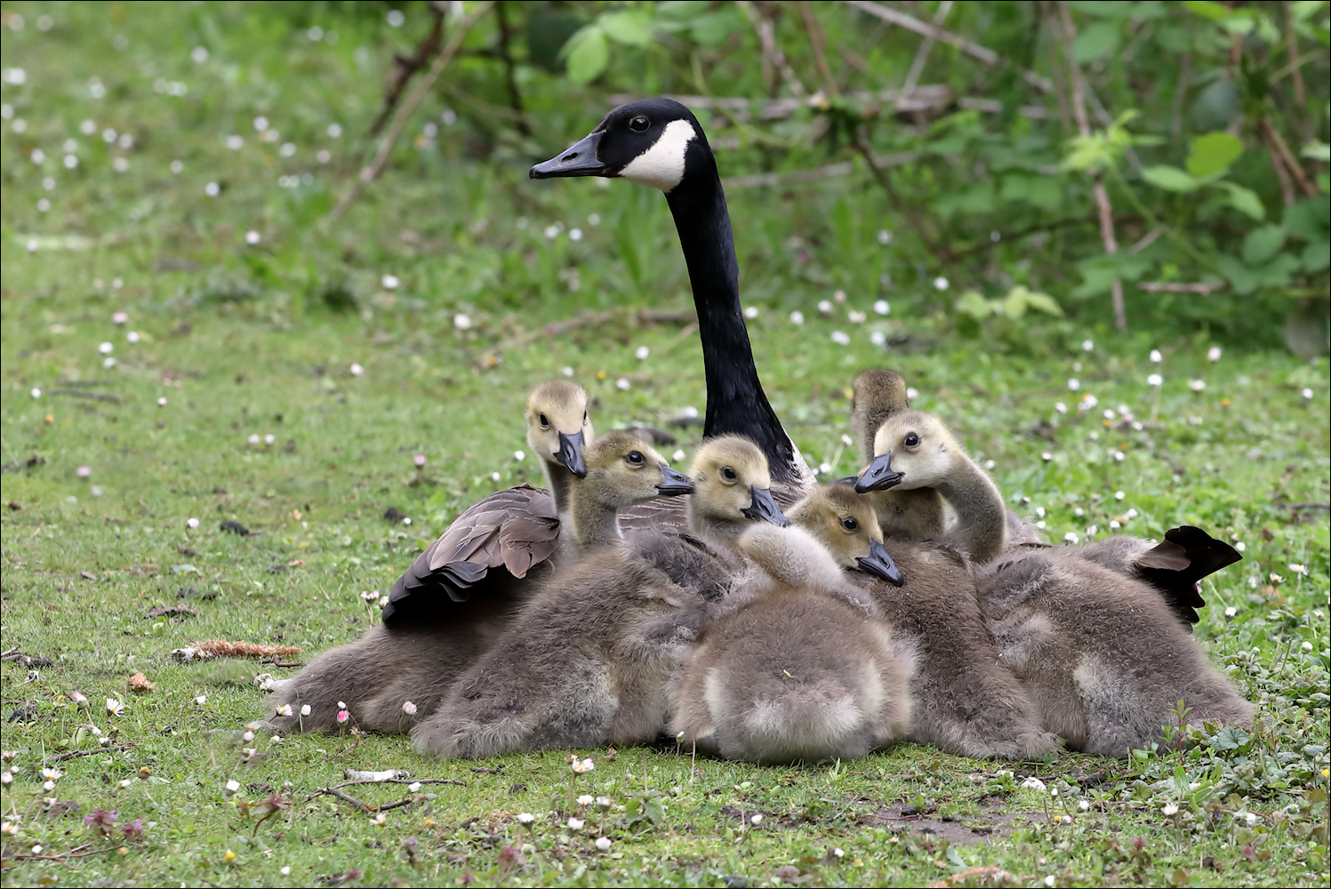 Kuscheln mit Mama