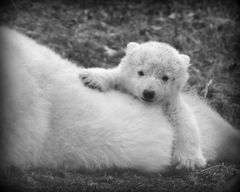 Kuscheln mit Mama