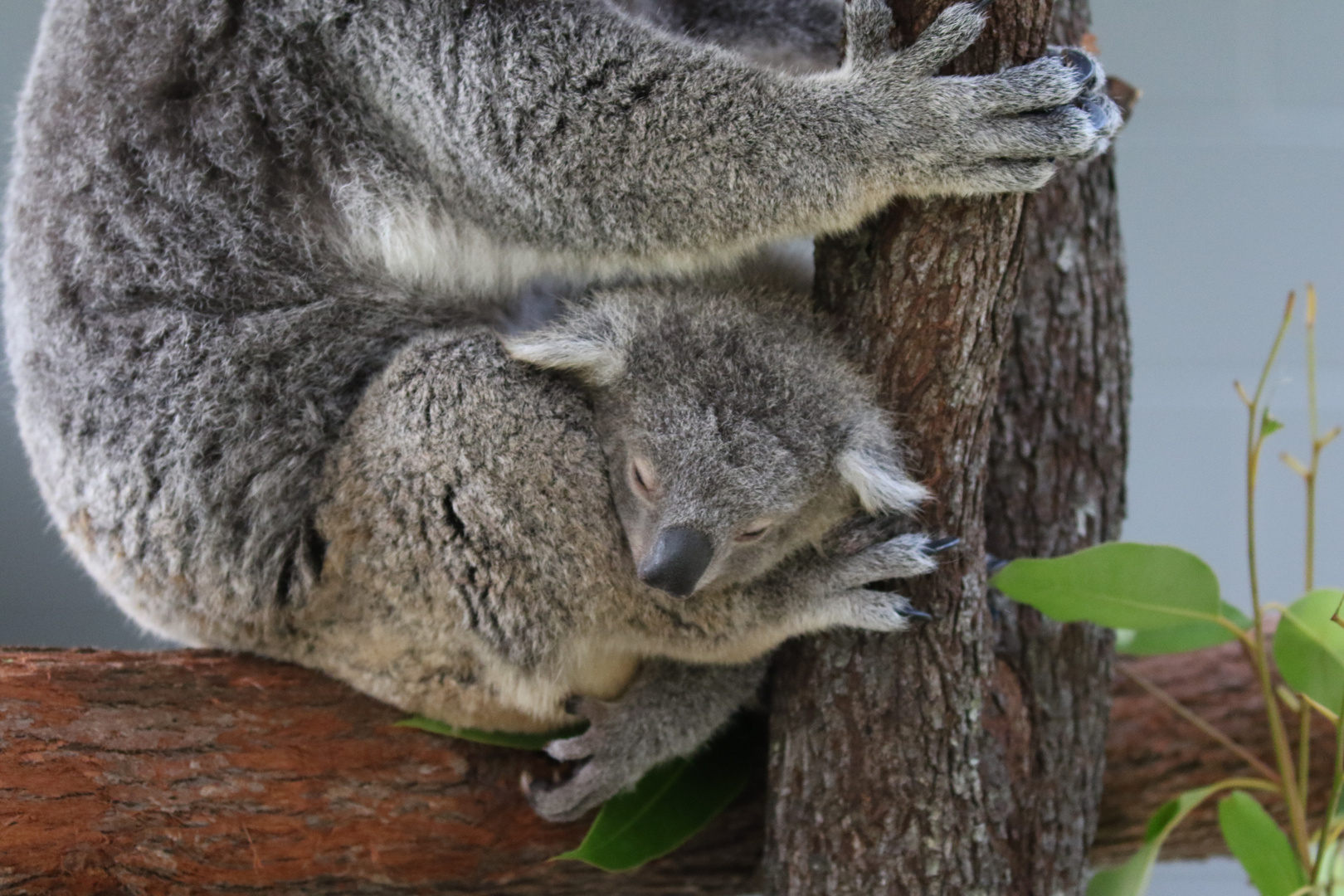 Eine Dreckige Mama Im Park Eine Dreckige Mama Im Park