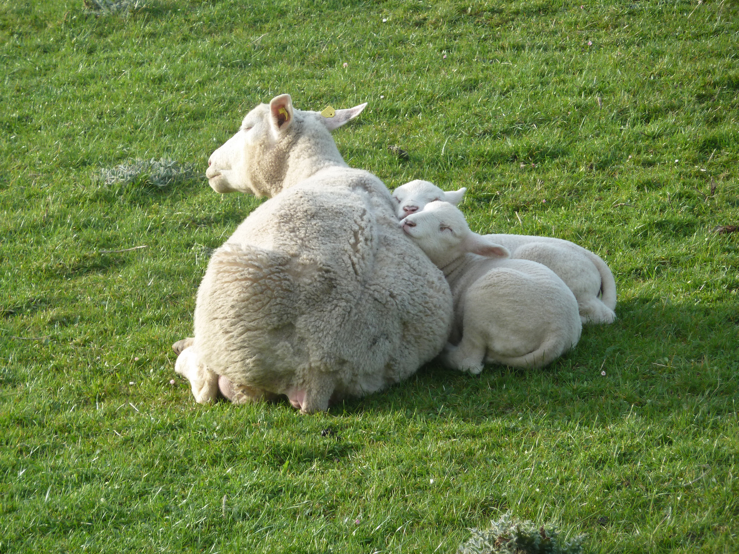 Kuscheln mit Mama