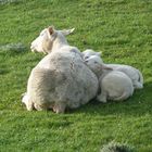 Kuscheln mit Mama