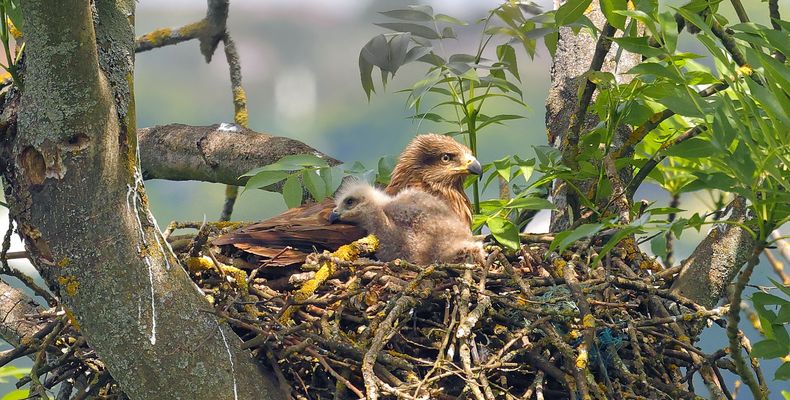 KUSCHELN MIT MAMA MILAN