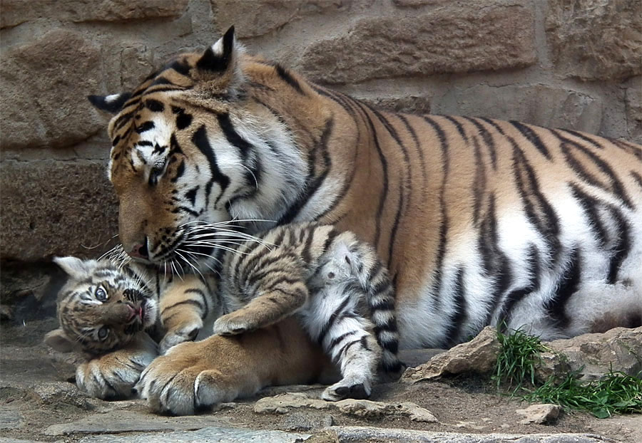 Kuscheln mit Mamma