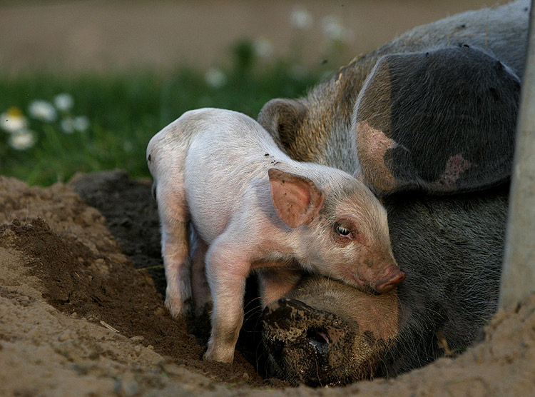 Kuscheln mit Mutti