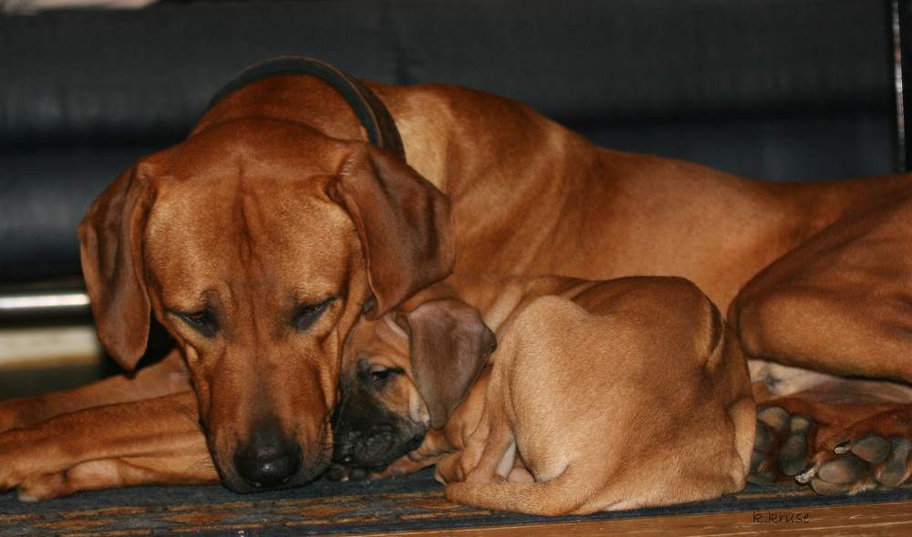 kuscheln mit Papa...