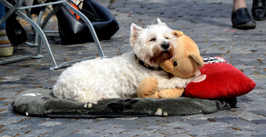 Kuscheln mit Teddy