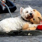 Kuscheln mit Teddy