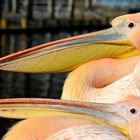 Kuscheln unter Pelikanen