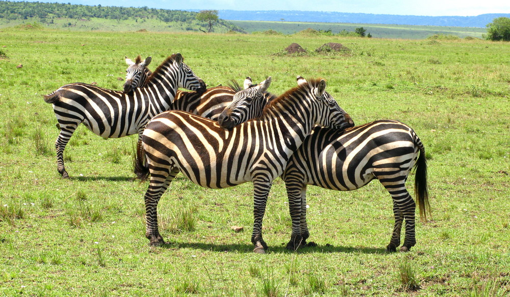 Kuscheln unter Zebras