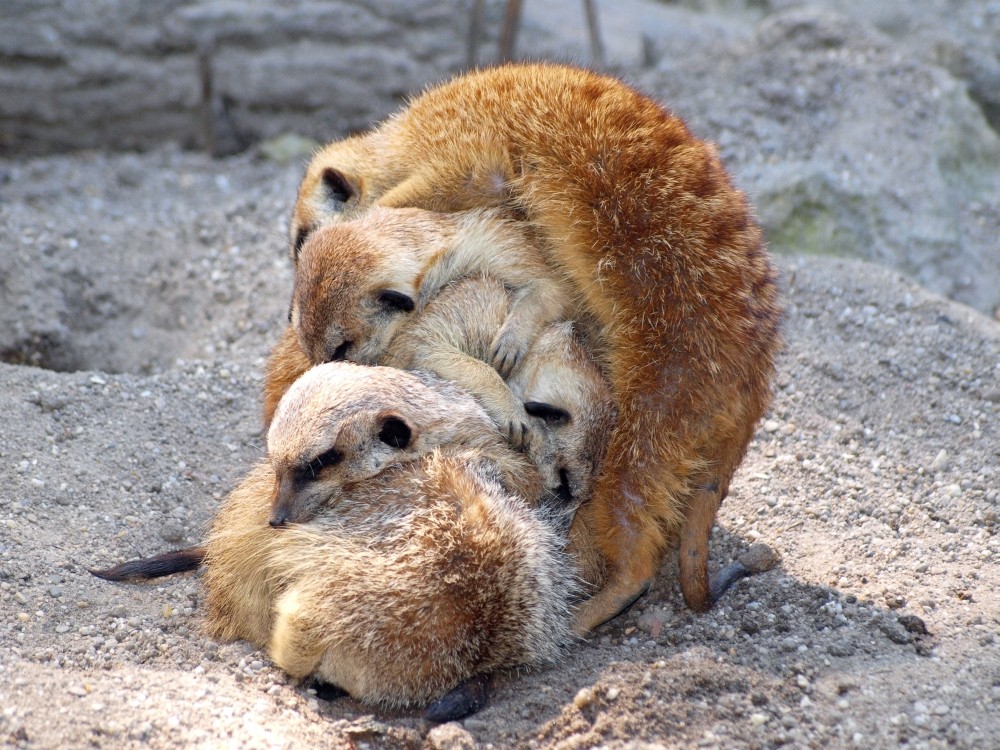 kuschelnde Erdmännchen