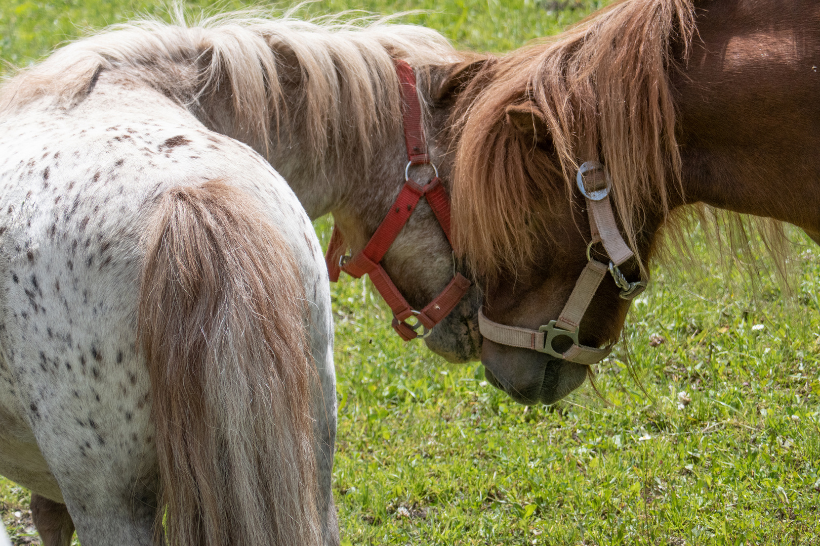 Kuschelnde Ponys