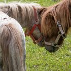 Kuschelnde Ponys