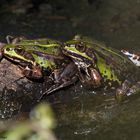 kuschelnde Teichfrösche