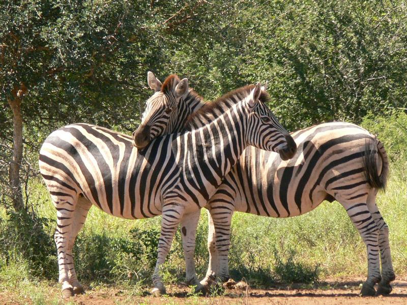Kuschelnde Zebras