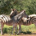 Kuschelnde Zebras