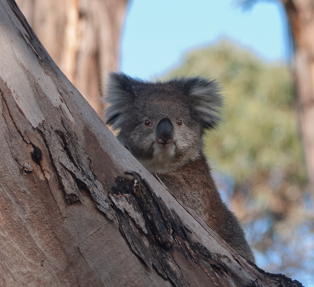 Kuschelohr - Koala