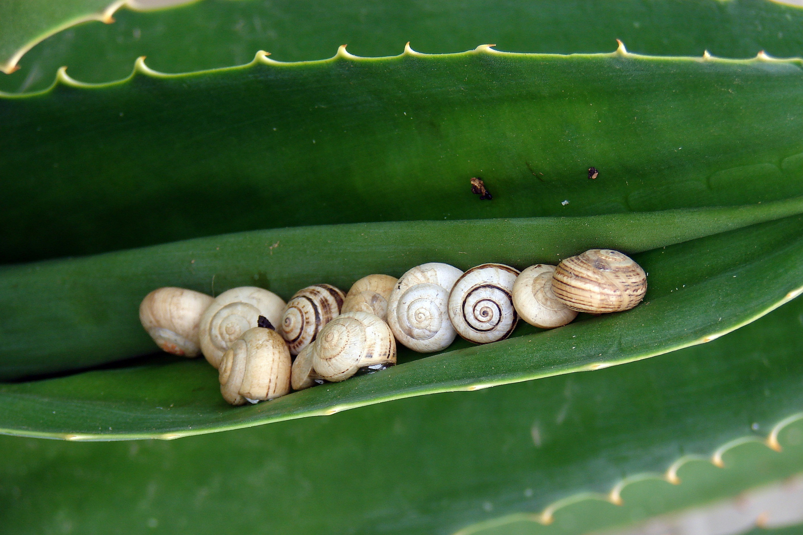 Kuschelschnecken;)