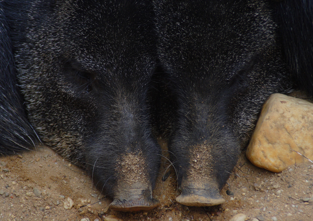 Kuschelschweine