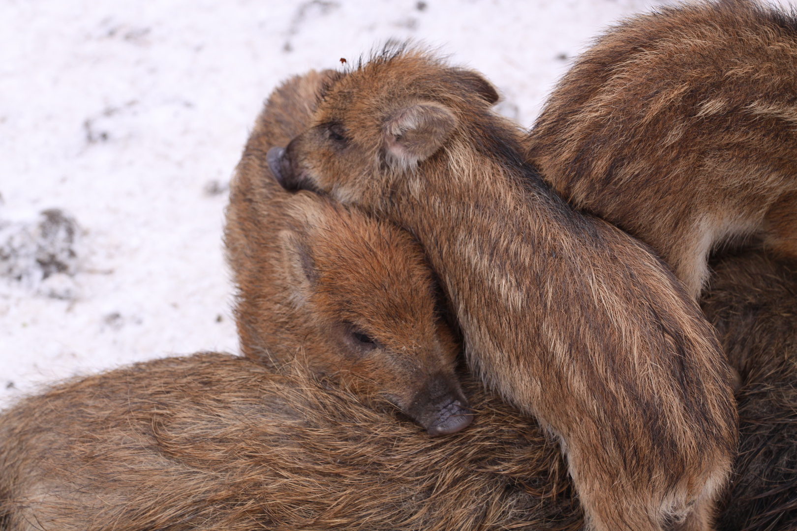 Kuschelstunde