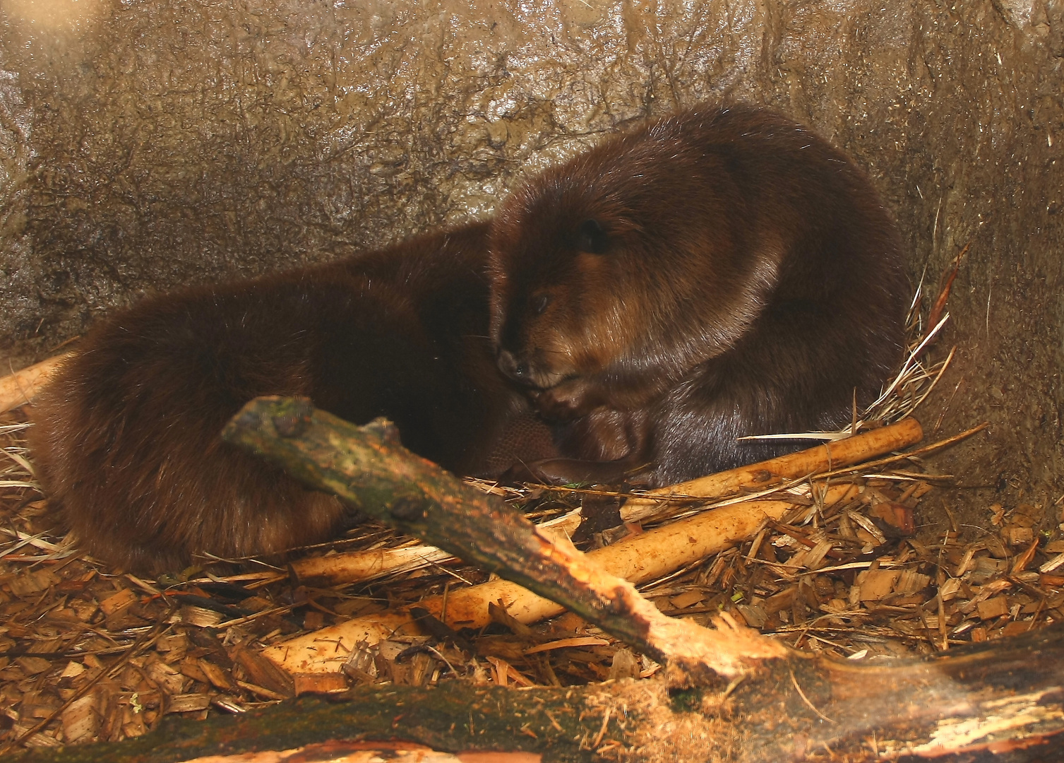 Kuschelstunde