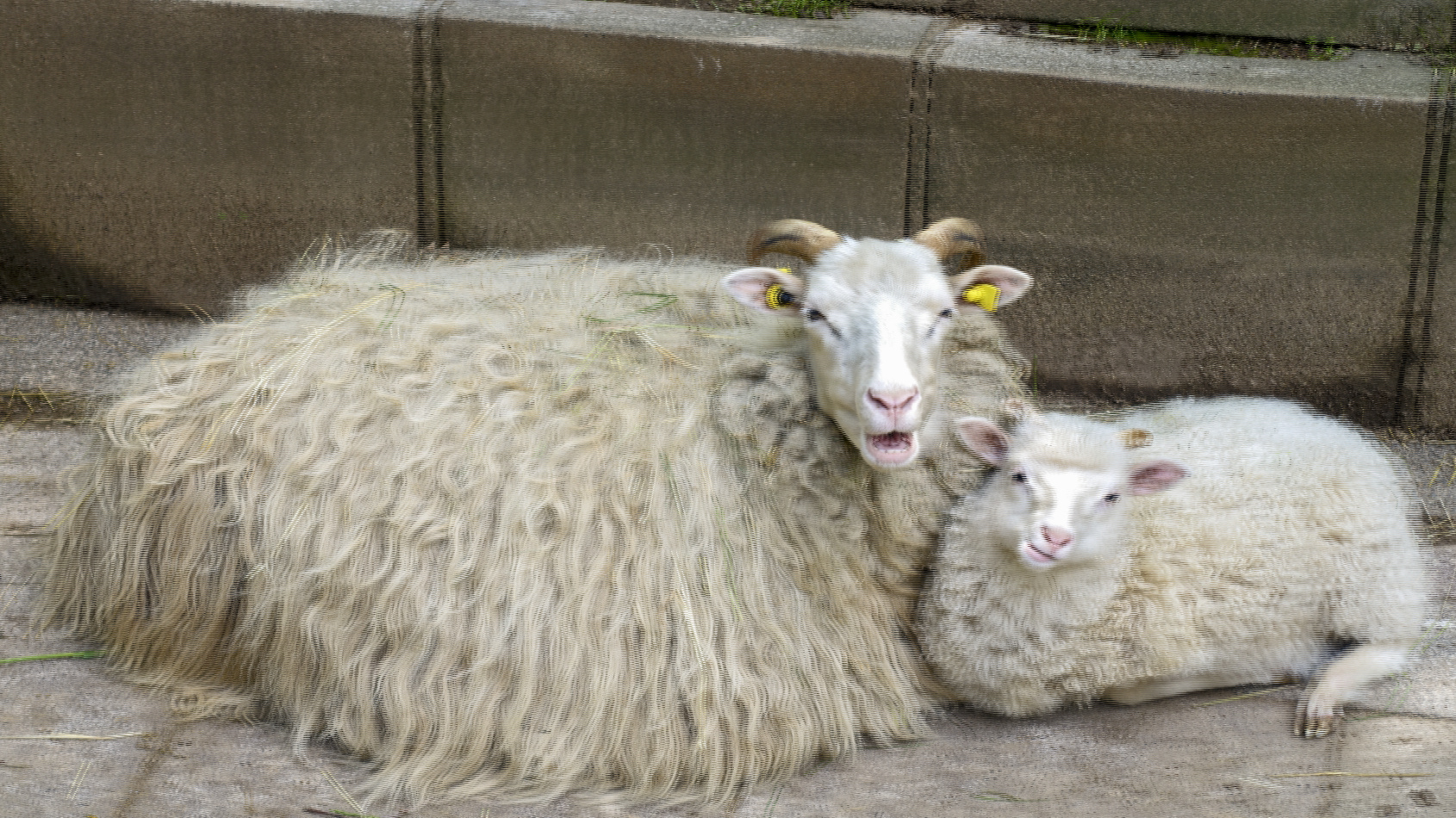 Kuschelstunde bei Familie Schiefmaul 2 (3D)