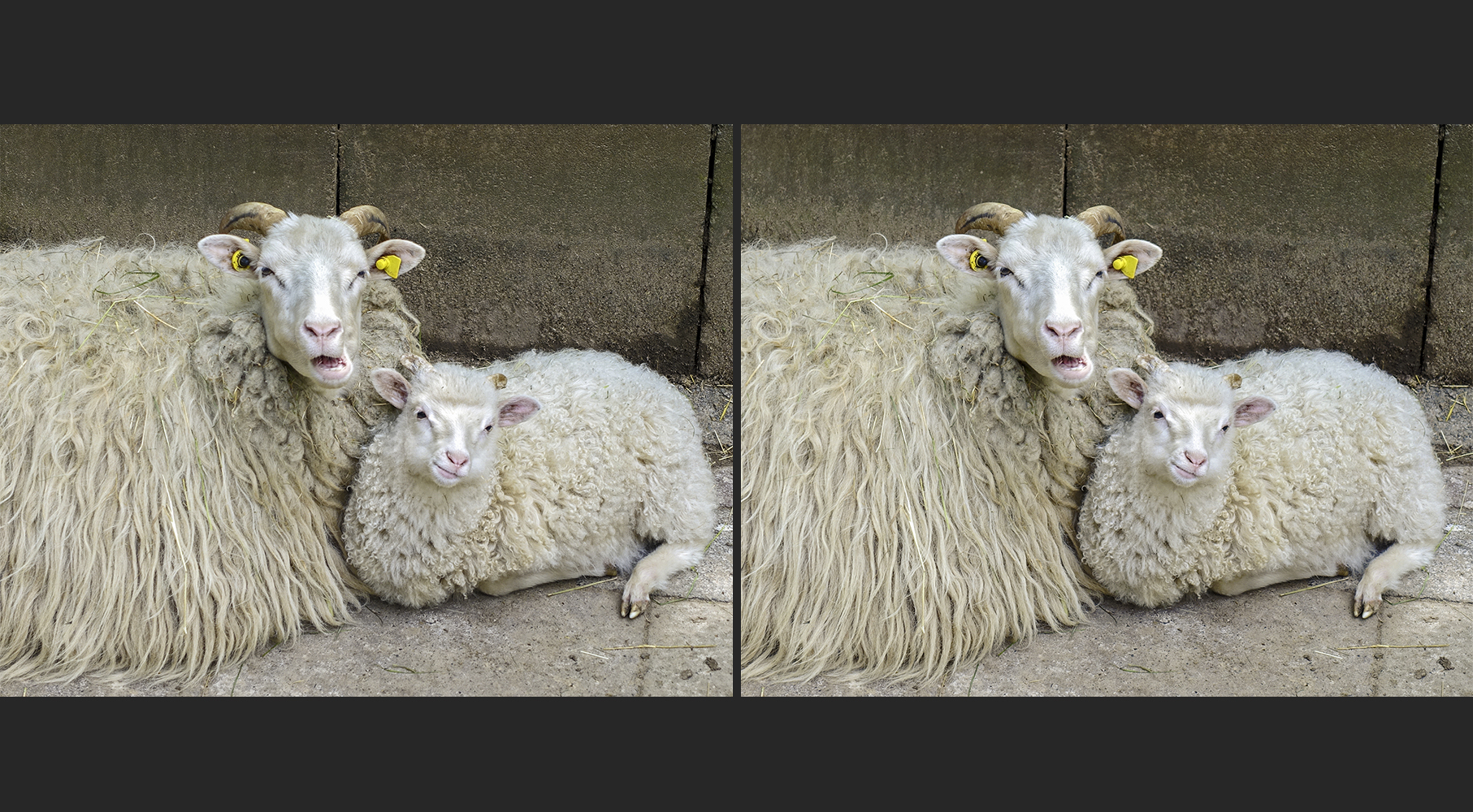 Kuschelstunde bei Familie Schiefmaul 3 (3D)