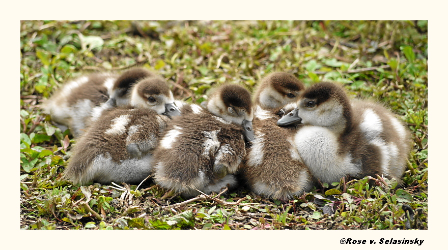 Kuschelstunde der 5 Nilgansküken