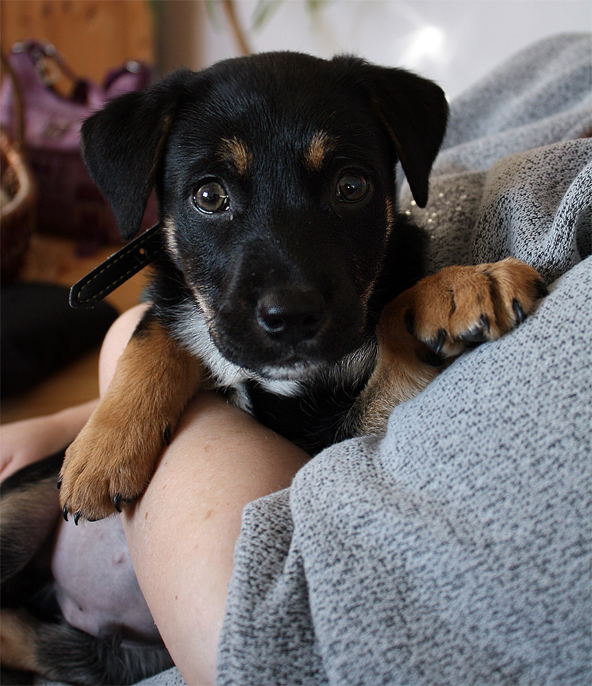 Kuschelstunde mit Labrador-Appenzeller-Welpen #1