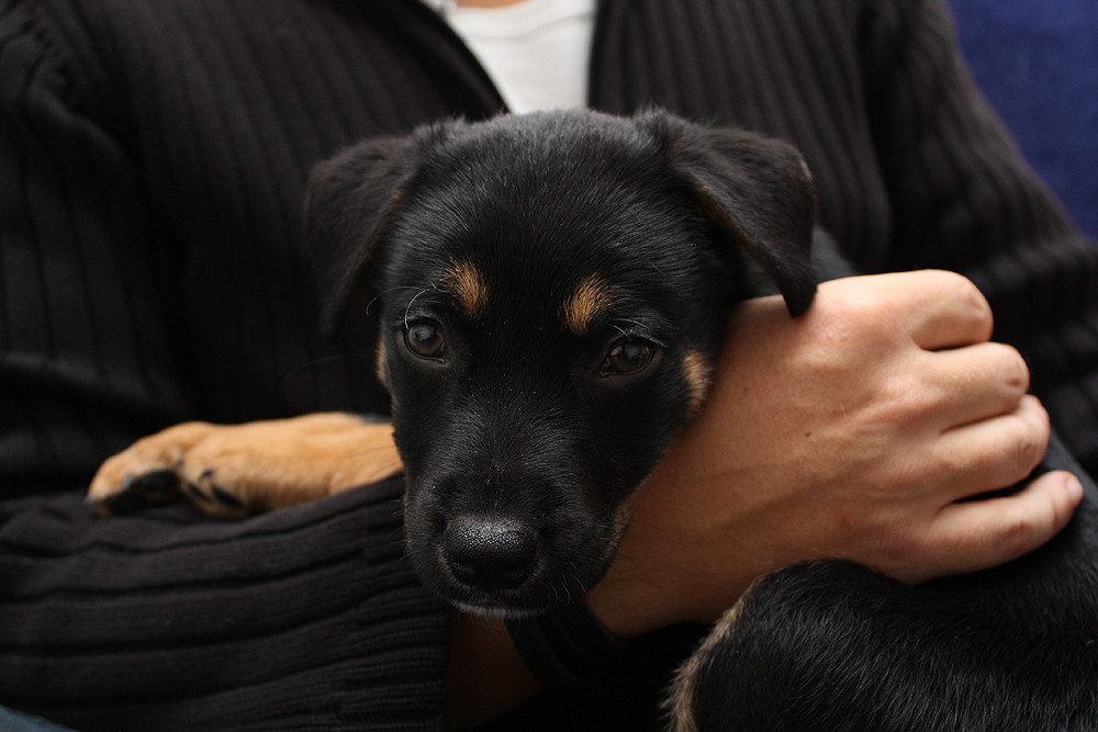 Kuschelstunde mit Labrador-Appenzeller-Welpen #2