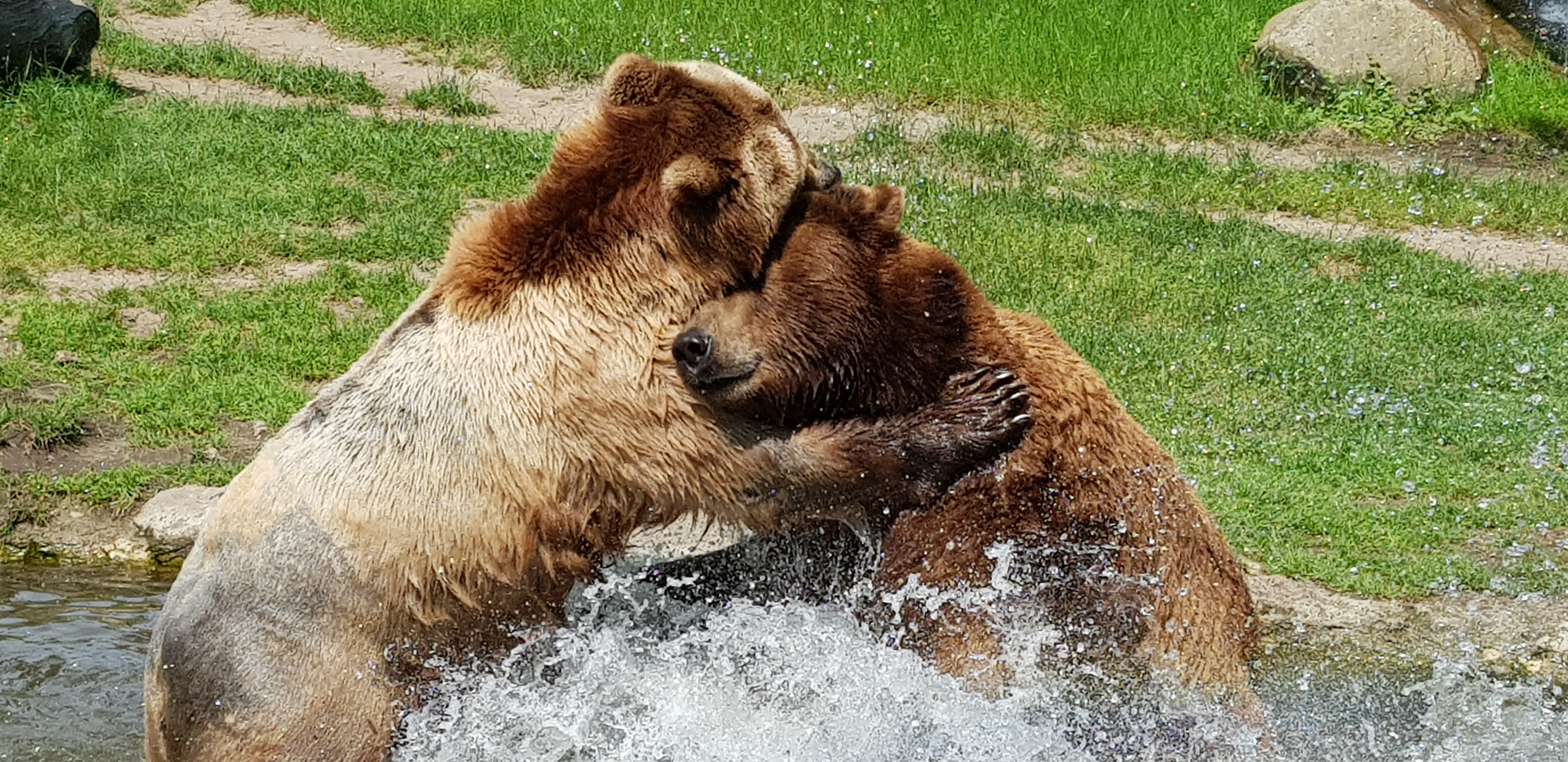 Kuschelteddys