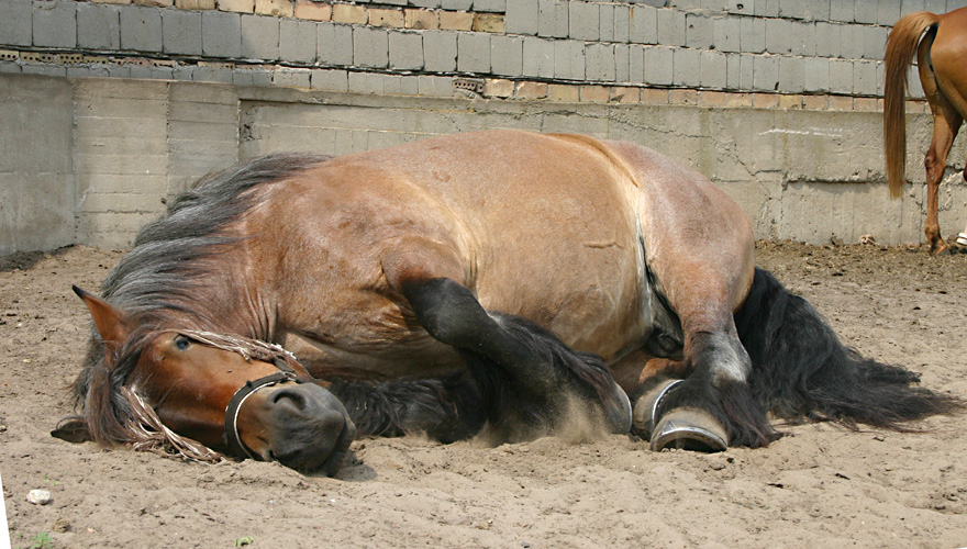 Kuscheltierchen ?