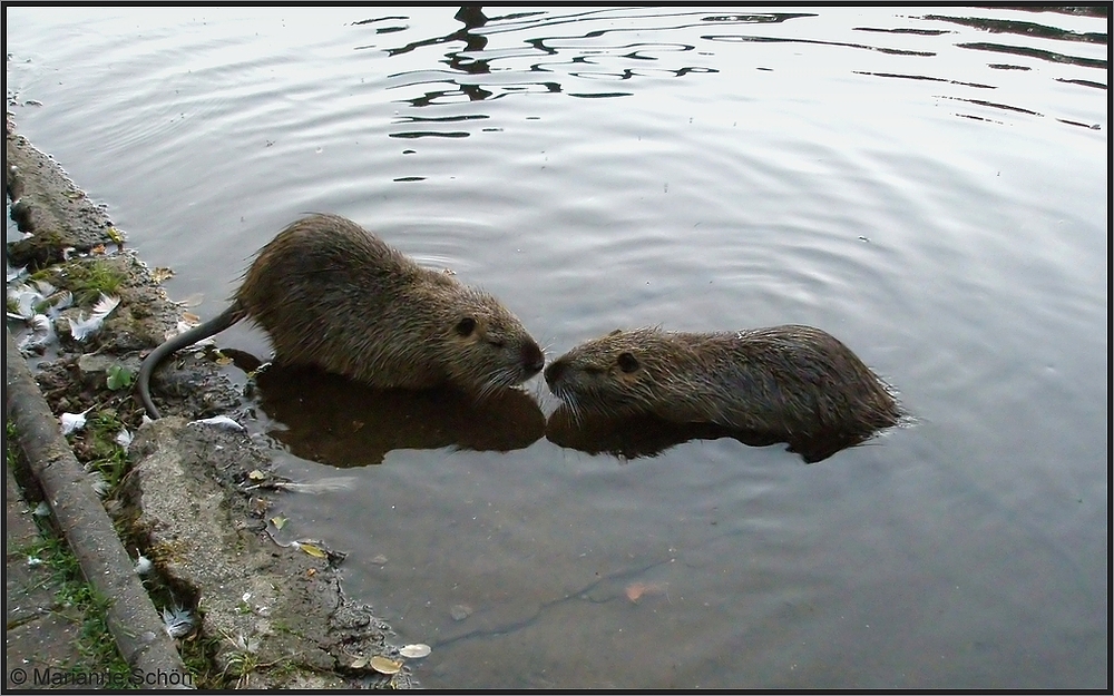 Kuscheltiere...