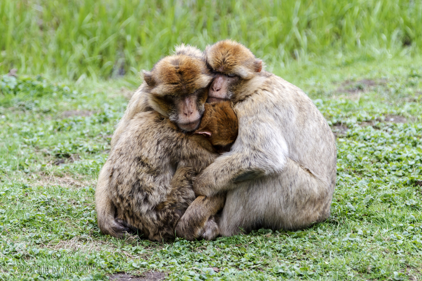 "Kuscheltiere"