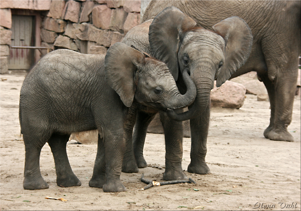 Kuscheltiere