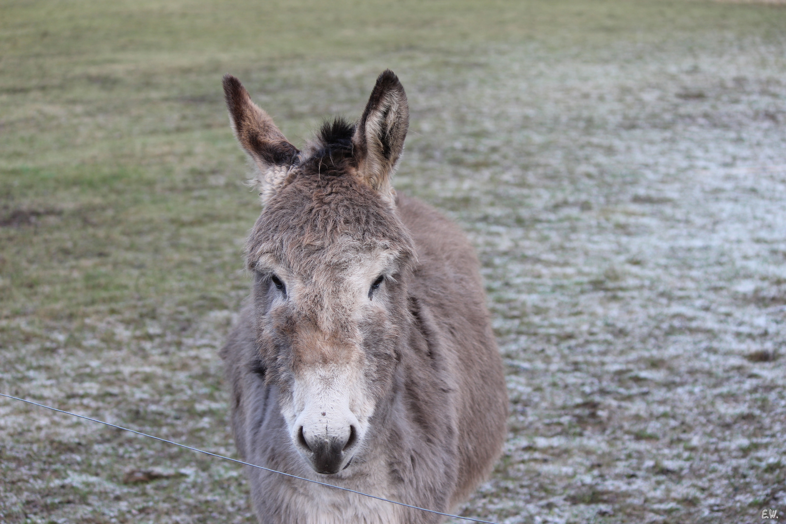 Kuscheltiere... - III -